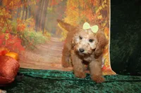 Cookie, a female Miniature Labradoodle for sale in Jacksonville, FL – Photo 5 of 8