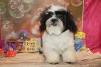 Patrick, a male Shichon for sale in Jacksonville, FL – Photo 6 of 10