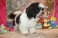 Patrick, a male Shichon for sale in Jacksonville, FL – Photo 7 of 10