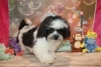 Patrick, a male Shichon for sale in Jacksonville, FL – Photo 5 of 10