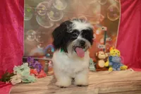 Patrick, a male Shichon for sale in Jacksonville, FL – Photo 1 of 10