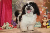 Patrick, a male Shichon for sale in Jacksonville, FL – Photo 4 of 10