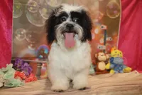 Patrick, a male Shichon for sale in Jacksonville, FL – Photo 10 of 10