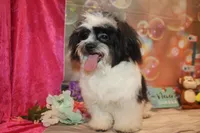 Patrick, a male Shichon for sale in Jacksonville, FL – Photo 2 of 10