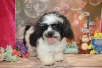 Patrick, a male Shichon for sale in Jacksonville, FL – Photo 3 of 10