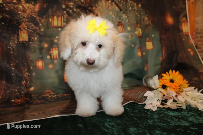 Bella – Bichpoo puppy for sale in Jacksonville, FL