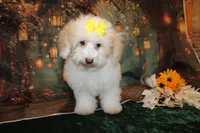 Bella, a female Bichpoo for sale in Jacksonville, FL – 1 of 5