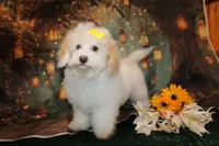 Bella, a female Bichpoo for sale in Jacksonville, FL – 3 of 5