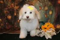 Bella, a female Bichpoo for sale in Jacksonville, FL – 5 of 5