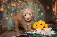 Dalton, a male Goldendoodle for sale in Jacksonville, FL – 2 of 3