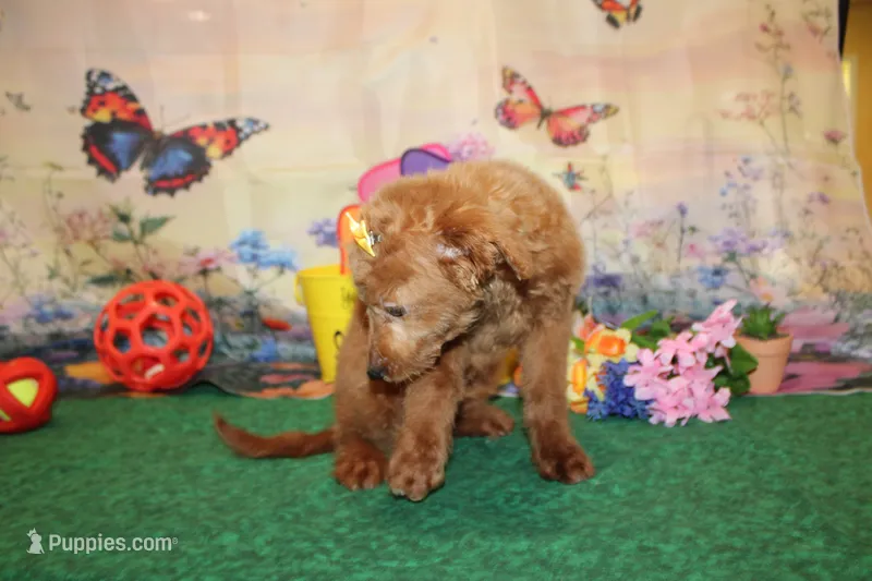 Delilah – Goldendoodle puppy for sale in Jacksonville, FL