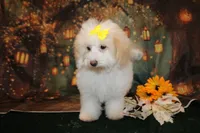 Bella, a female Bichpoo for sale in Jacksonville, FL – 2 of 5