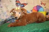 Delilah, a female Goldendoodle for sale in Jacksonville, FL – 6 of 8