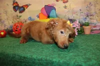 Delilah, a female Goldendoodle for sale in Jacksonville, FL – 4 of 8