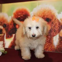Laura, a female Bichon Frise and Poodle - Toy  for sale in Jacksonville, FL – Photo 3 of 9