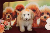 Laura, a female Bichon Frise and Poodle - Toy  for sale in Jacksonville, FL – Photo 3 of 9