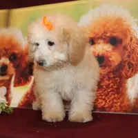 Laura, a female Bichon Frise and Poodle - Toy  for sale in Jacksonville, FL – Photo 4 of 9