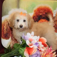 Laura, a female Bichon Frise and Poodle - Toy  for sale in Jacksonville, FL – Photo 1 of 9