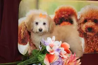 Laura, a female Bichon Frise and Poodle - Toy  for sale in Jacksonville, FL – Photo 1 of 9