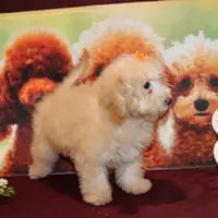 Laura, a female Bichon Frise and Poodle - Toy  for sale in Jacksonville, FL – Photo 9 of 9