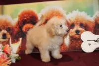 Laura, a female Bichon Frise and Poodle - Toy  for sale in Jacksonville, FL – Photo 9 of 9