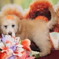 Laura, a female Bichon Frise and Poodle - Toy  for sale in Jacksonville, FL – Photo 8 of 9