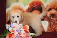 Laura, a female Bichon Frise and Poodle - Toy  for sale in Jacksonville, FL – Photo 8 of 9