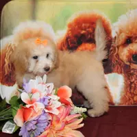Laura, a female Bichon Frise and Poodle - Toy  for sale in Jacksonville, FL – Photo 5 of 9