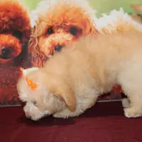 Laura, a female Bichon Frise and Poodle - Toy  for sale in Jacksonville, FL – Photo 6 of 9