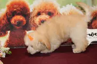 Laura, a female Bichon Frise and Poodle - Toy  for sale in Jacksonville, FL – Photo 6 of 9