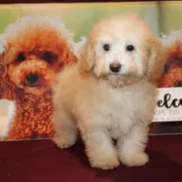 Laura, a female Bichon Frise and Poodle - Toy  for sale in Jacksonville, FL – Photo 2 of 9