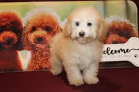 Laura, a female Bichon Frise and Poodle - Toy  for sale in Jacksonville, FL – Photo 2 of 9