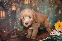 Dalton, a male Goldendoodle for sale in Jacksonville, FL – 3 of 3