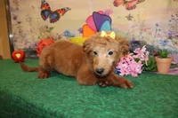 Delilah, a female Goldendoodle for sale in Jacksonville, FL – 5 of 8