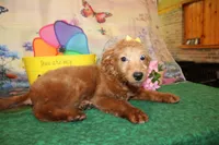 Delilah, a female Goldendoodle for sale in Jacksonville, FL – 7 of 8
