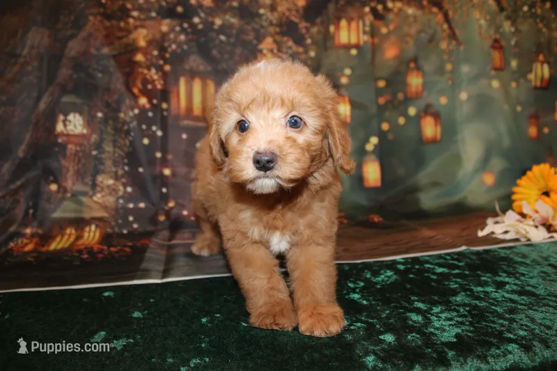 Dalton – Goldendoodle puppy for sale in Jacksonville, FL