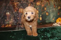 Dalton, a male Goldendoodle for sale in Jacksonville, FL – 1 of 3