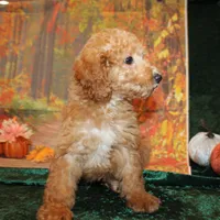 Chip, a male Miniature Labradoodle for sale in Jacksonville, FL – Photo 5 of 7