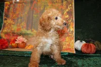 Chip, a male Miniature Labradoodle for sale in Jacksonville, FL – Photo 5 of 7