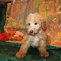 Chip, a male Miniature Labradoodle for sale in Jacksonville, FL – Photo 7 of 7