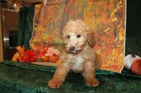 Chip, a male Miniature Labradoodle for sale in Jacksonville, FL – Photo 7 of 7