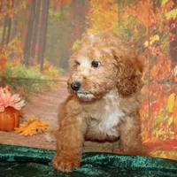 Chip, a male Miniature Labradoodle for sale in Jacksonville, FL – Photo 3 of 7