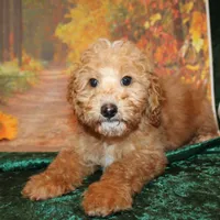 Chip, a male Miniature Labradoodle for sale in Jacksonville, FL – Photo 2 of 7