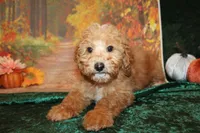 Chip, a male Miniature Labradoodle for sale in Jacksonville, FL – Photo 2 of 7