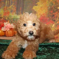 Chip, a male Miniature Labradoodle for sale in Jacksonville, FL – Photo 1 of 7