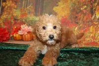 Chip, a male Miniature Labradoodle for sale in Jacksonville, FL – Photo 1 of 7