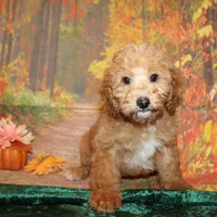 Chip, a male Miniature Labradoodle for sale in Jacksonville, FL – Photo 4 of 7