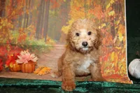 Chip, a male Miniature Labradoodle for sale in Jacksonville, FL – Photo 4 of 7