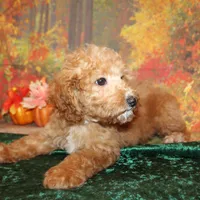 Chip, a male Miniature Labradoodle for sale in Jacksonville, FL – Photo 6 of 7