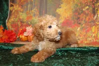 Chip, a male Miniature Labradoodle for sale in Jacksonville, FL – Photo 6 of 7